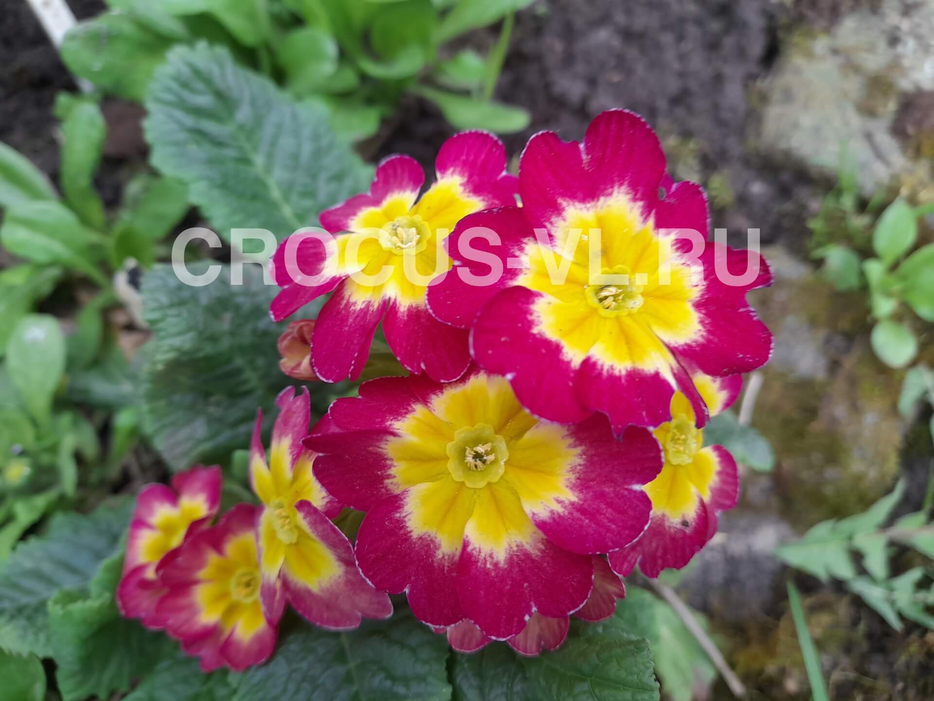 Примула высокая «Кружевная Салфеточка»